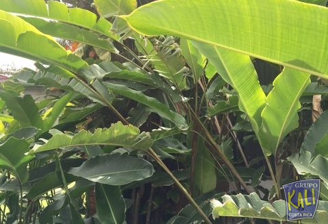 Venta lote Sabana Sur 3306m2 ideal condos / LOT x sale Sabana Sur 3306sqm