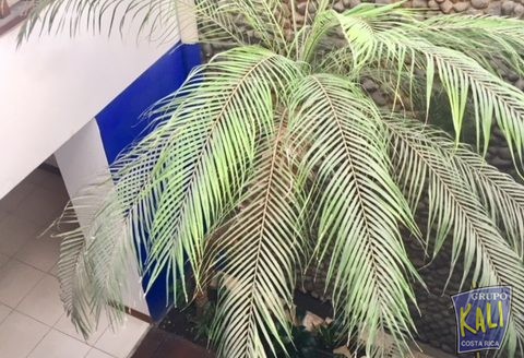 Sabana N casa 2 plantas uso mixto $2,500/2 story house for rent in Sabana Norte